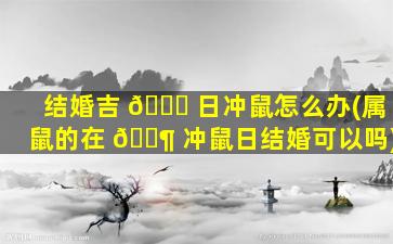 结婚吉 🕊 日冲鼠怎么办(属鼠的在 🐶 冲鼠日结婚可以吗)